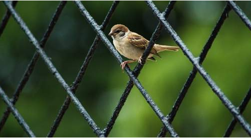 1652771805110972.png 鸟.png