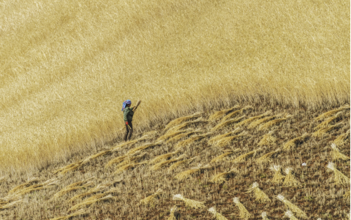 1652775565473403.png 麦子.png